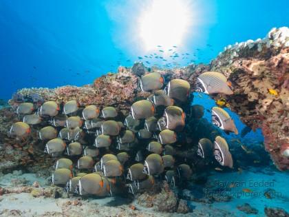 Butterfly fish – Express – Underwater wide -1