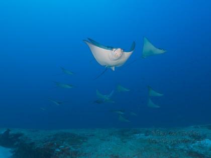 Eagle Ray – Express – Underwater wide -1