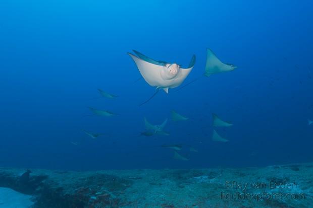 Eagle Ray – Express – Underwater wide -1