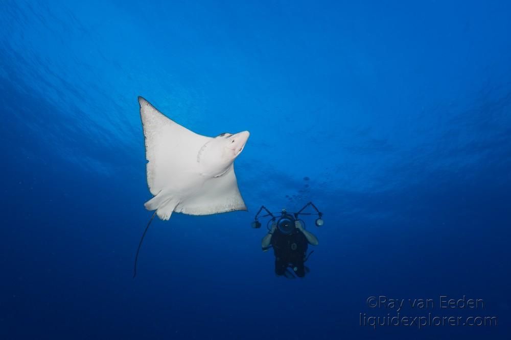 Eagle Ray – Felivaru – Underwater wide -2
