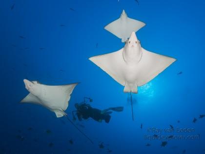 Eagle Ray – KFFC – Underwater wide -2