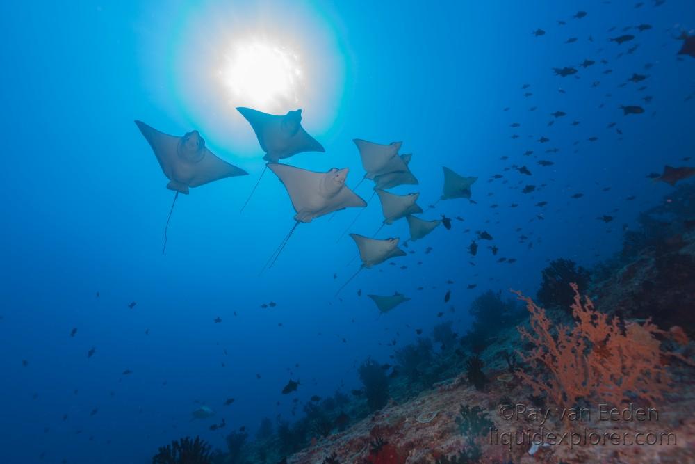 Eagle Rays – KFFC – Underwater wide -1