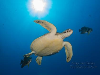 Green turtle – Caves – Underwater wide -1