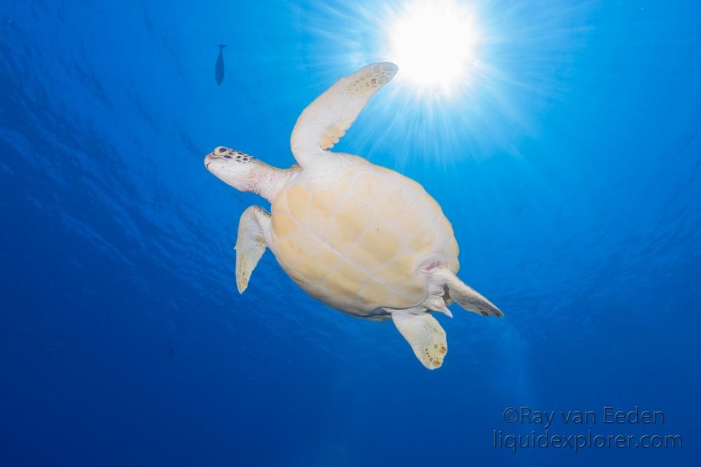 Turtle – Express – Underwater wide -3