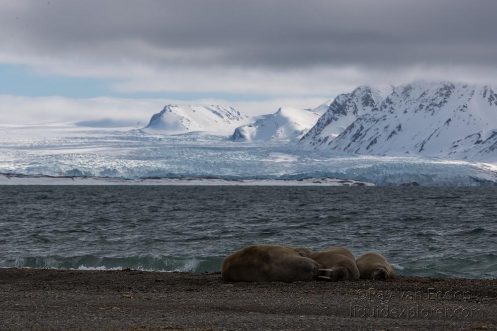 Svalbard trip 2017