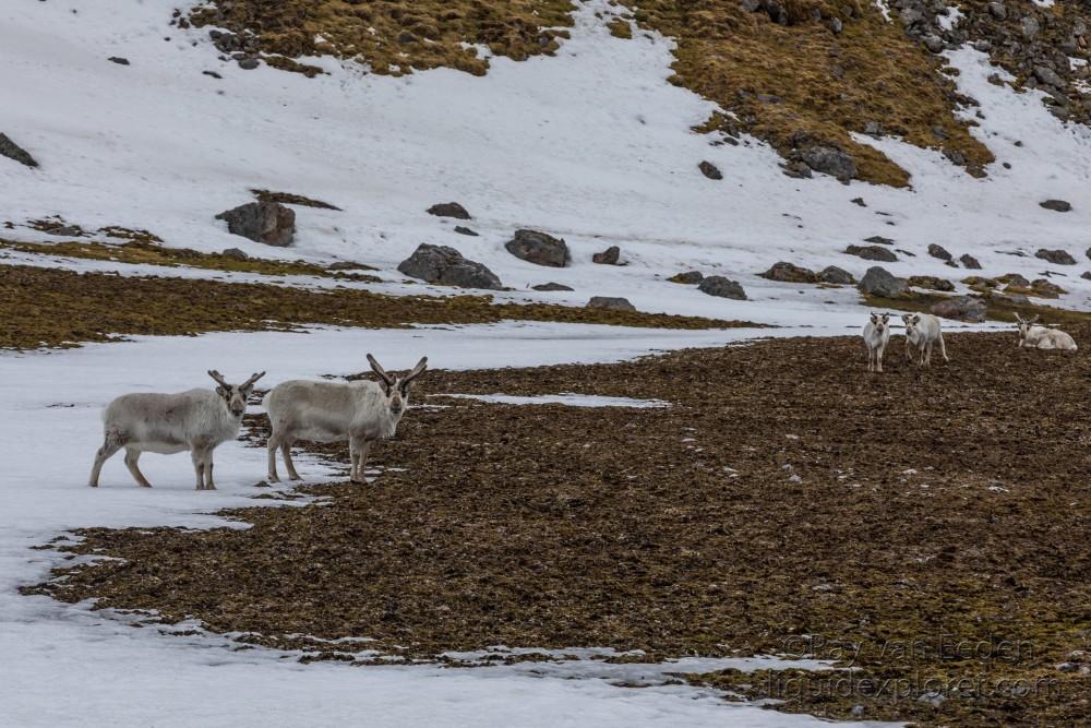 Svalbard trip 2017