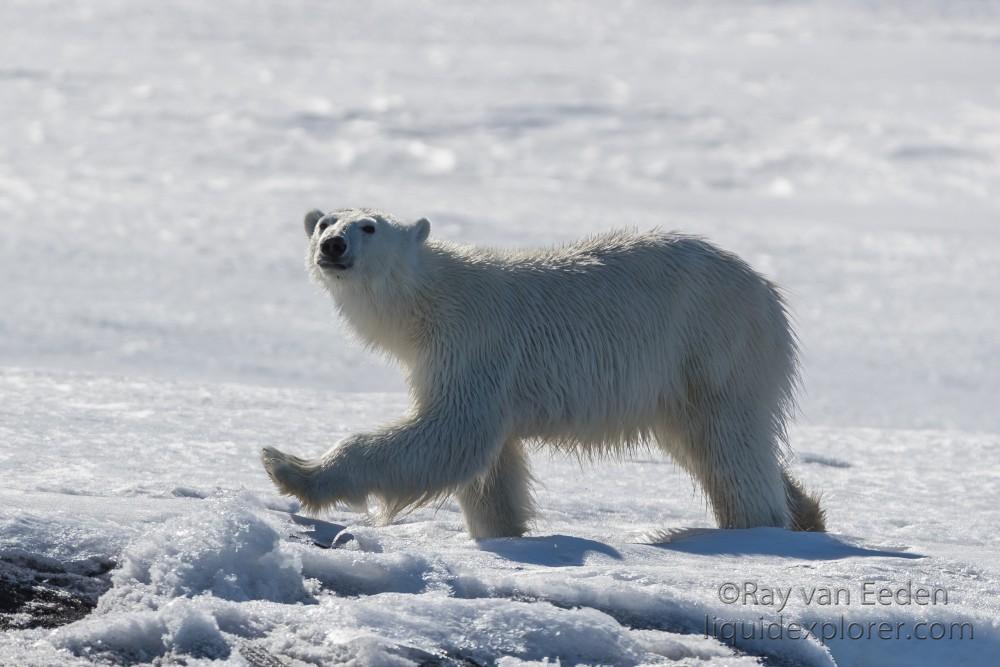 Svalbard trip 2017