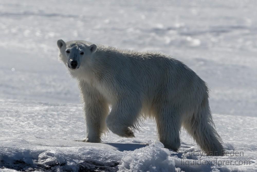 Svalbard trip 2017