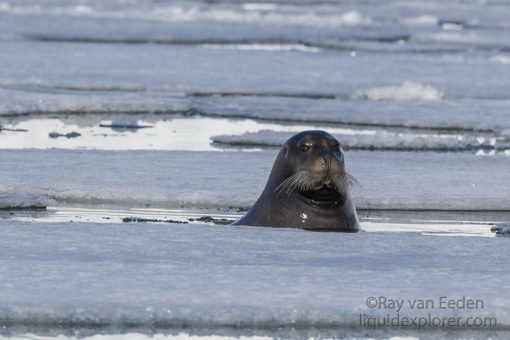 Svalbard trip 2017