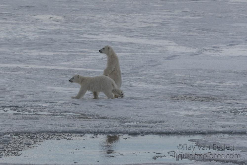 Svalbard trip 2017