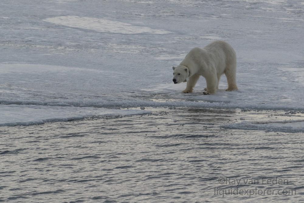 Svalbard trip 2017