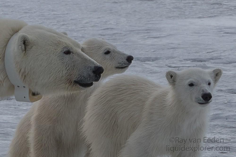 Svalbard trip 2017