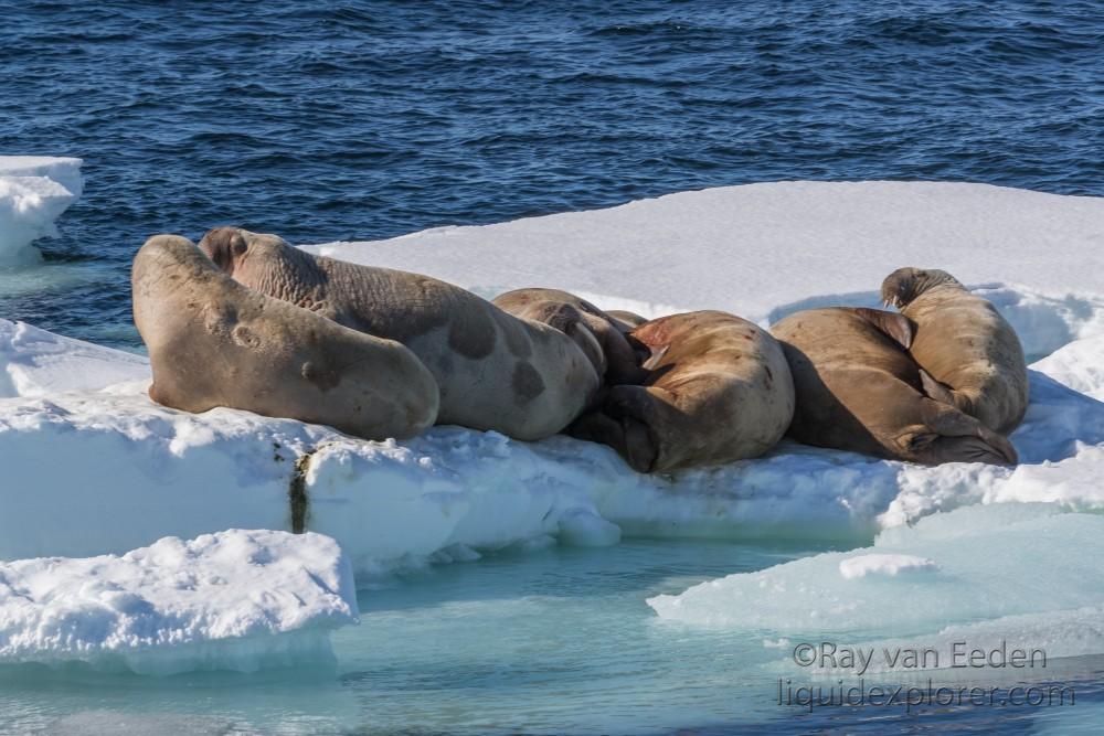 Svalbard trip 2017