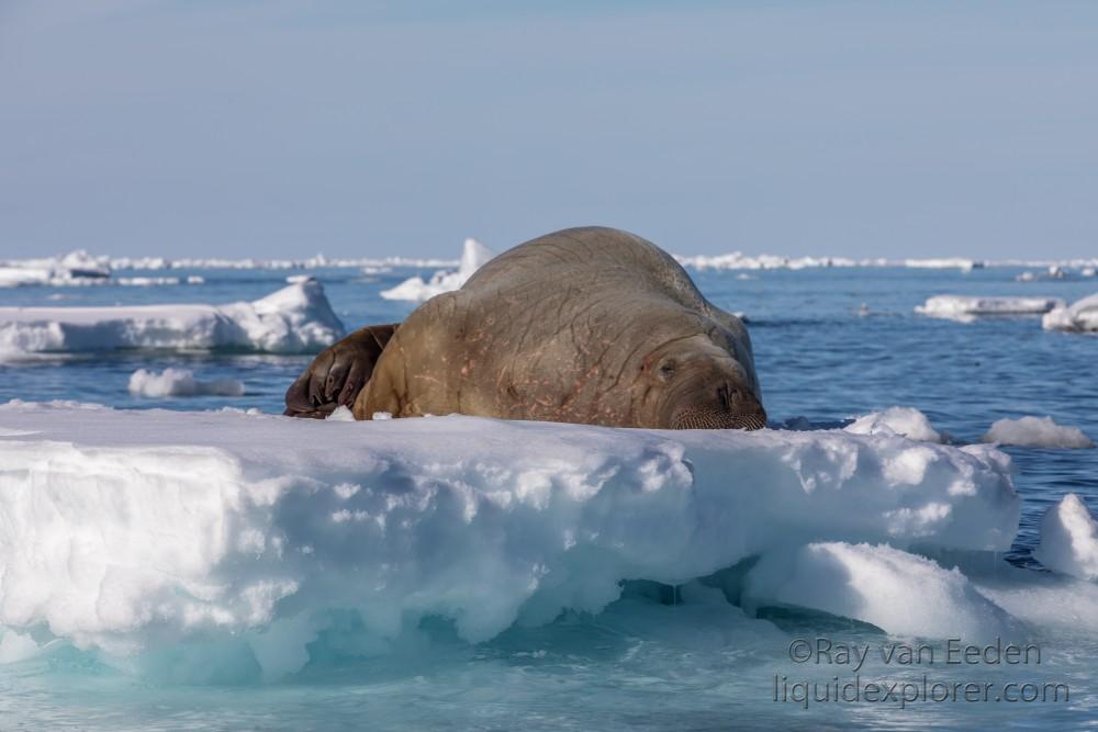 Svalbard trip 2017