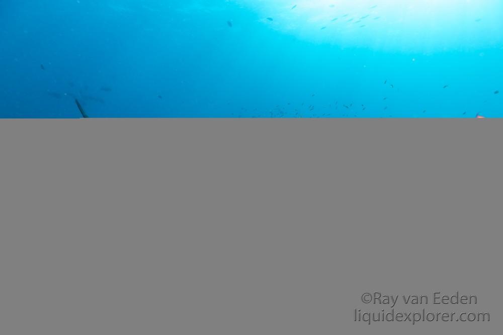 Fushivaru – 10 – Lhaviyani Atoll – Underwater Wide