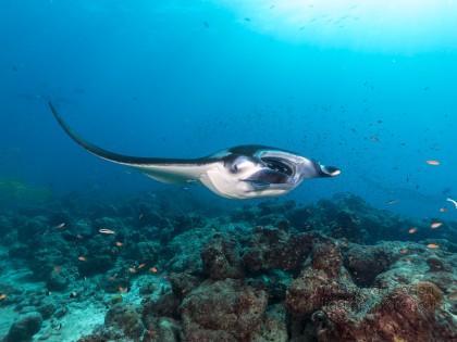 Fushivaru – 10 – Lhaviyani Atoll – Underwater Wide