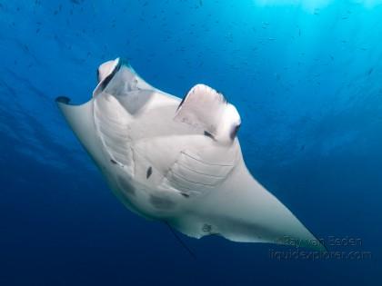 Fushivaru – 18 – Lhaviyani Atoll – Underwater Wide