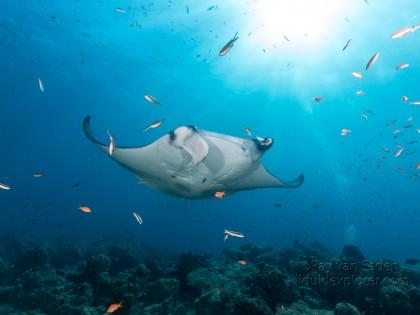 Fushivaru – 21 – Lhaviyani Atoll – Underwater Wide
