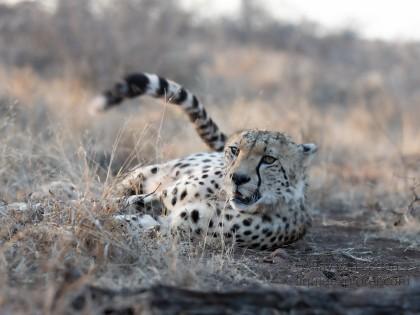 Zimanga-10-South-Africa-Wildlife-Wild