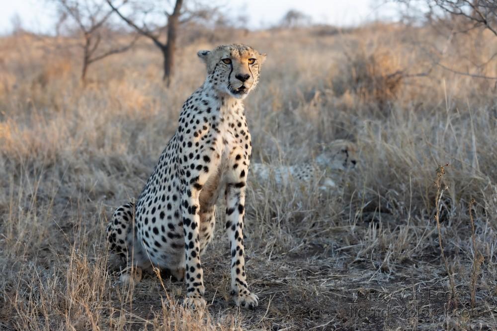 Zimanga-11-South-Africa-Wildlife-Wild