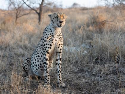 Zimanga-11-South-Africa-Wildlife-Wild