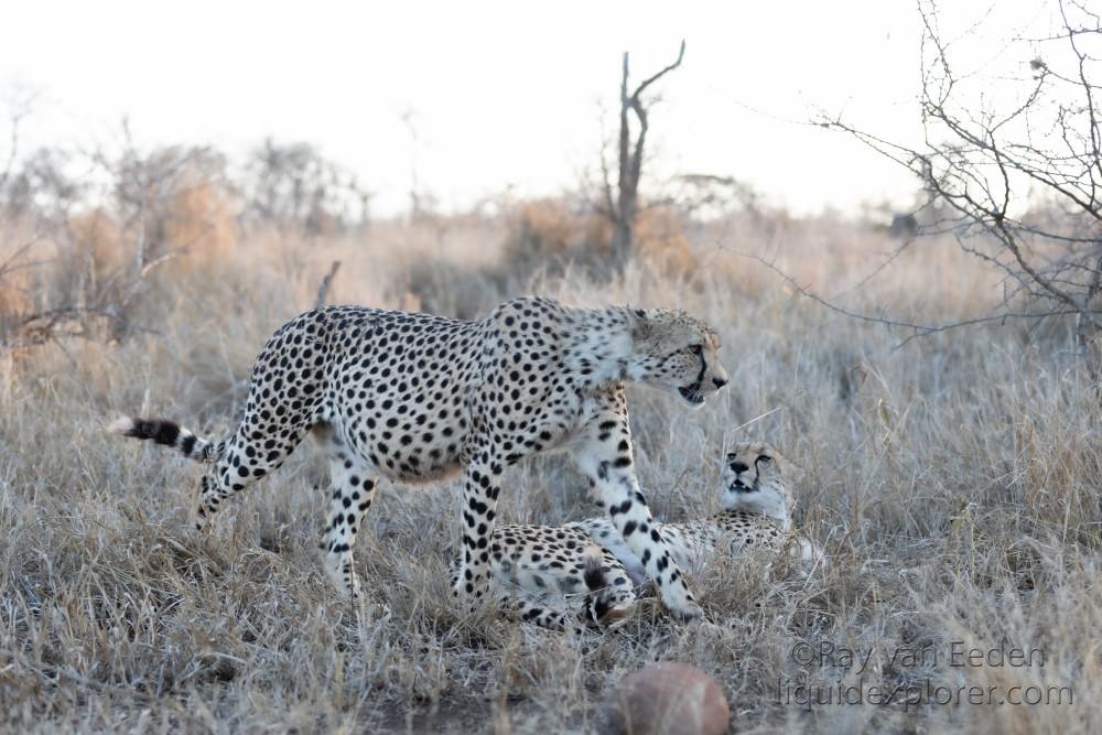 Zimanga-12-South-Africa-Wildlife-Wild