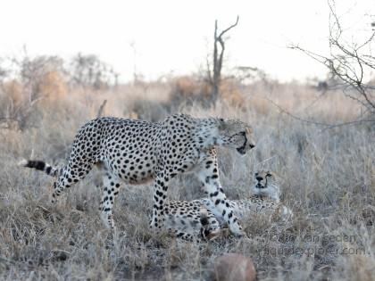 Zimanga-12-South-Africa-Wildlife-Wild