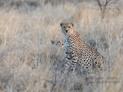 Zimanga-14-South-Africa-Wildlife-Wild