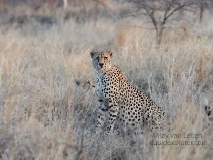 Zimanga-15-South-Africa-Wildlife-Wild