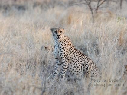 Zimanga-16-South-Africa-Wildlife-Wild