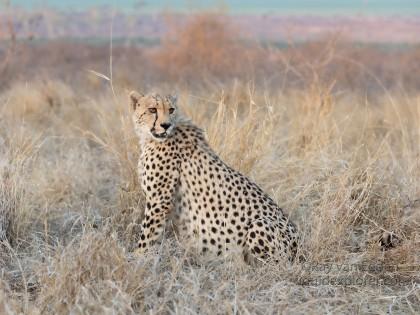 Zimanga-17-South-Africa-Wildlife-Wild