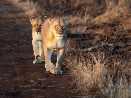 Zimanga-18-South-Africa-Wildlife-Wild