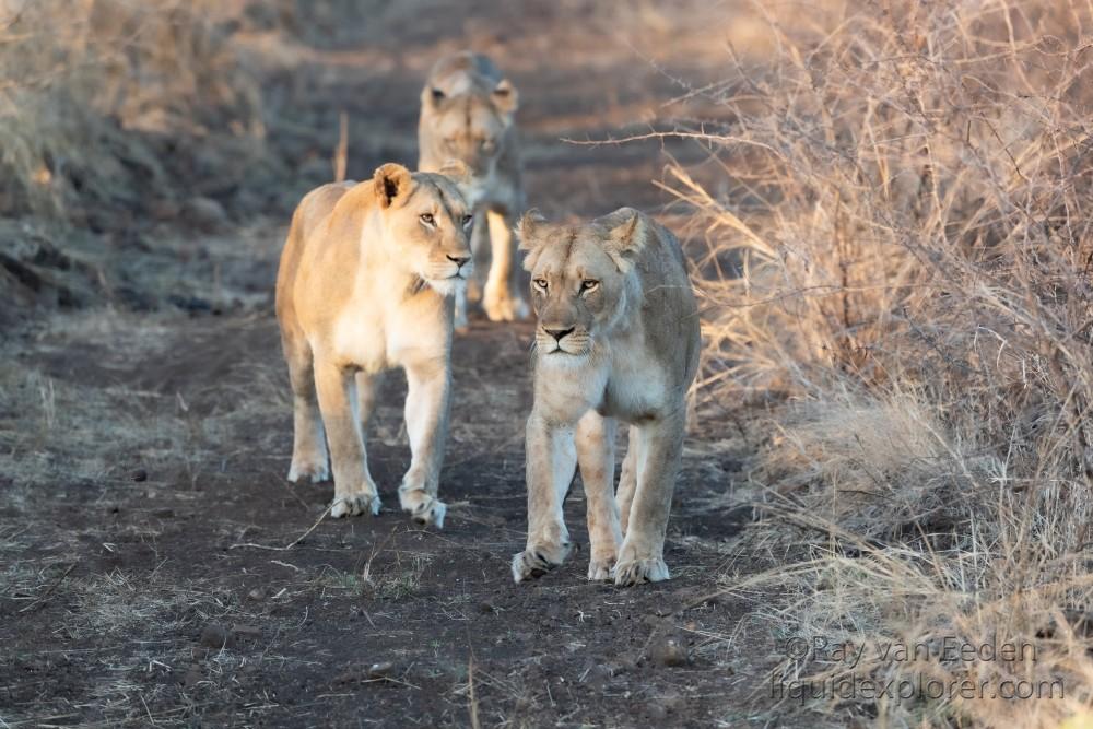 Zimanga-20-South-Africa-Wildlife-Wild