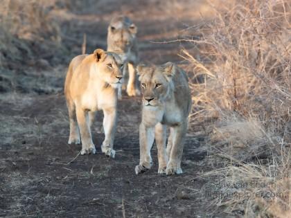 Zimanga-20-South-Africa-Wildlife-Wild