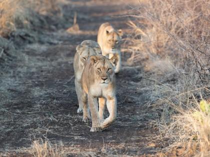 Zimanga-21-South-Africa-Wildlife-Wild