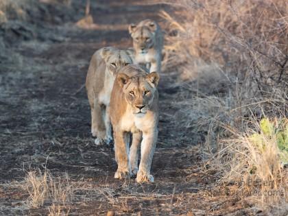 Zimanga-23-South-Africa-Wildlife-Wild