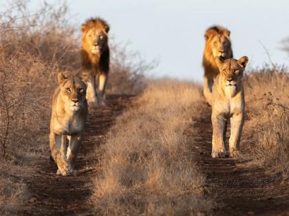 Zimanga-24-South-Africa-Wildlife-Wild