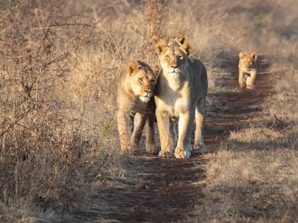 Zimanga-27-South-Africa-Wildlife-Wild