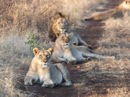 Zimanga-28-South-Africa-Wildlife-Wild