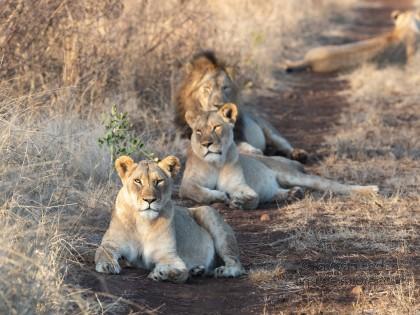 Zimanga-29-South-Africa-Wildlife-Wild