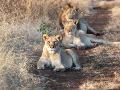 Zimanga-30-South-Africa-Wildlife-Wild