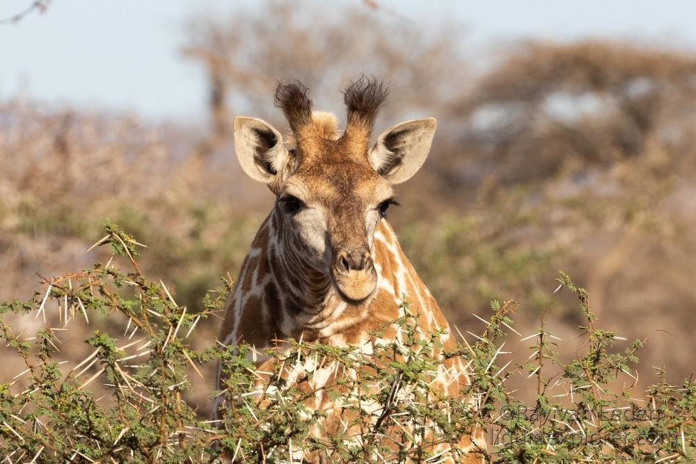 Zimanga-31-South-Africa-Wildlife-Wild