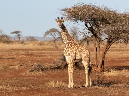 Zimanga-33-South-Africa-Wildlife-Wild