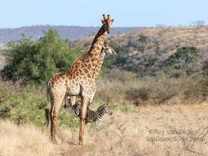 Zimanga-34-South-Africa-Wildlife-Wild.