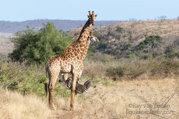 Zimanga-34-South-Africa-Wildlife-Wild.