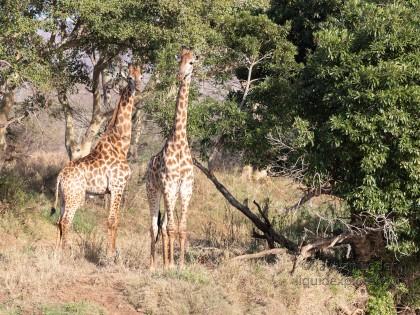 Zimanga-35-South-Africa-Wildlife-Wild