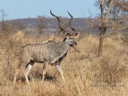 Zimanga-36-South-Africa-Wildlife-Wild
