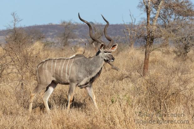 Zimanga-36-South-Africa-Wildlife-Wild