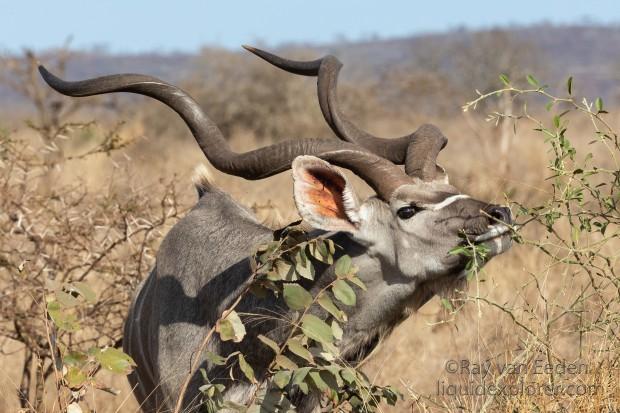 Zimanga-37-South-Africa-Wildlife-Wild