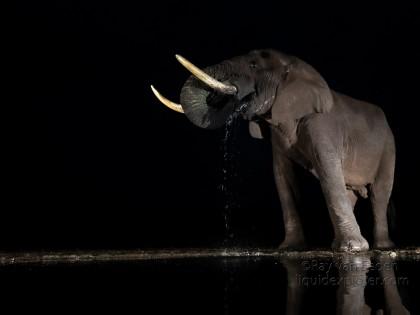 Zimanga-49-South-Africa-Wildlife-Wild